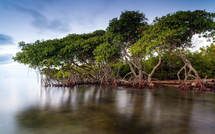 Mangrove trees on the water's edge
