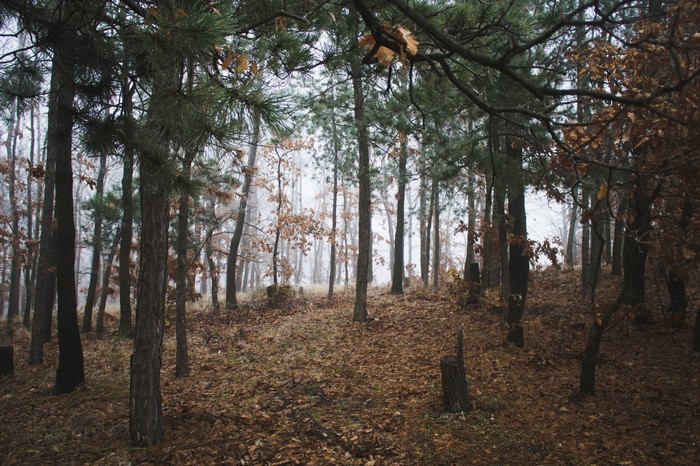 Autumn forest with fallen leaves and pine trees