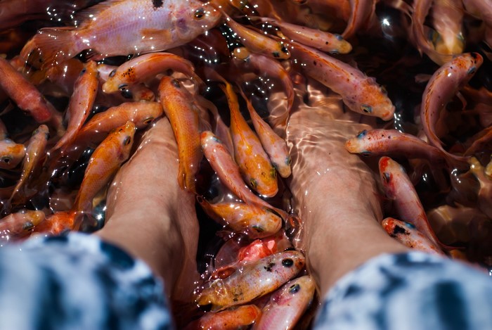 Fish eating dead skin from feet in water
