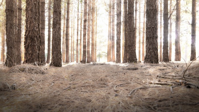 Sunlight filtering through trees in a forest
