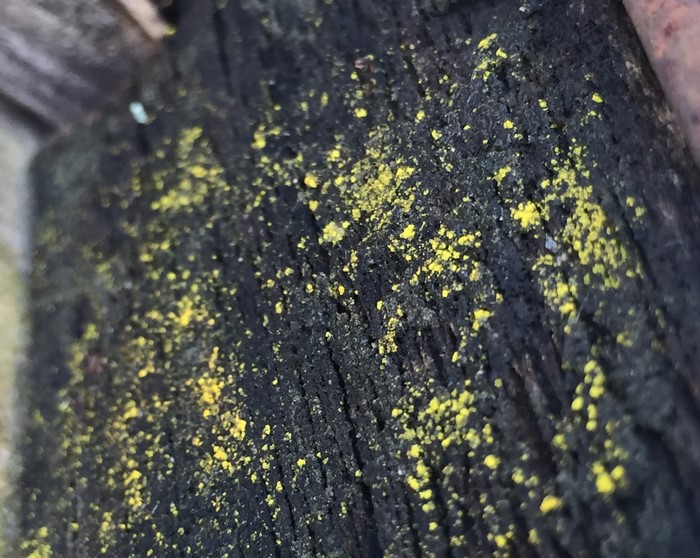 Close up of yellow spores on dark wood