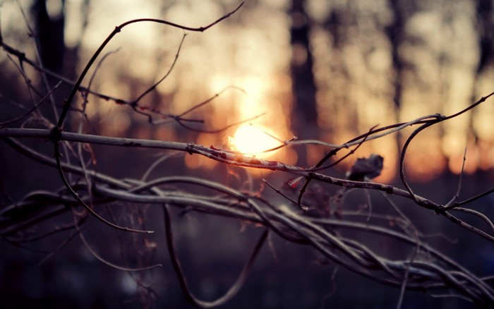 Sunlight through bare branches at sunset