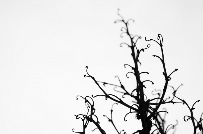 Silhouette of a dead plant against a white background