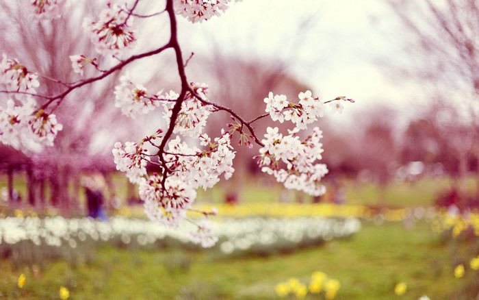 Cherry blossoms on a branch in a park with flowers