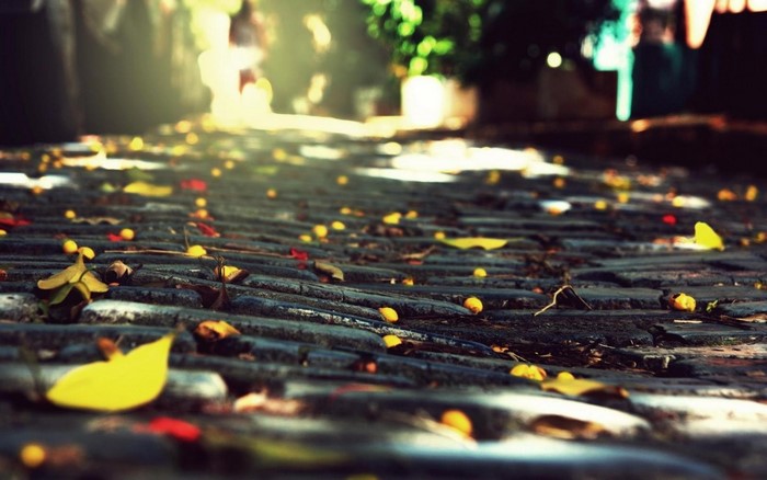 Sunlight on a cobblestone path with fallen autumn leaves