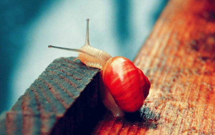 Close-up of a red snail on wood