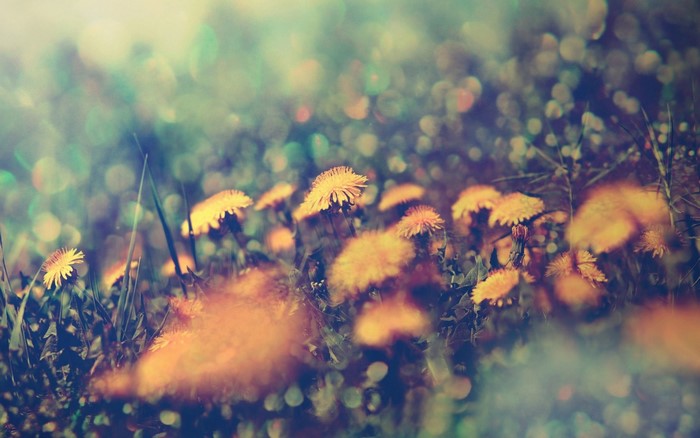Close-up of yellow dandelions in a field with bokeh