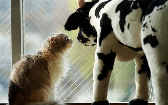 Fluffy cat looks at a stuffed cow toy