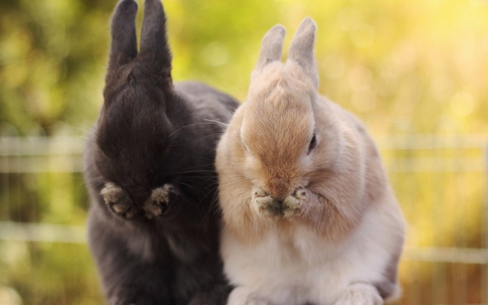 Two cute rabbits grooming themselves