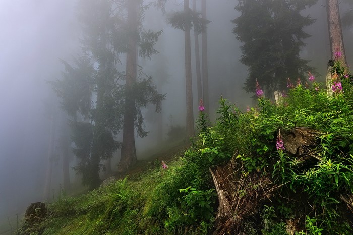 Misty forest with tall trees and wildflowers