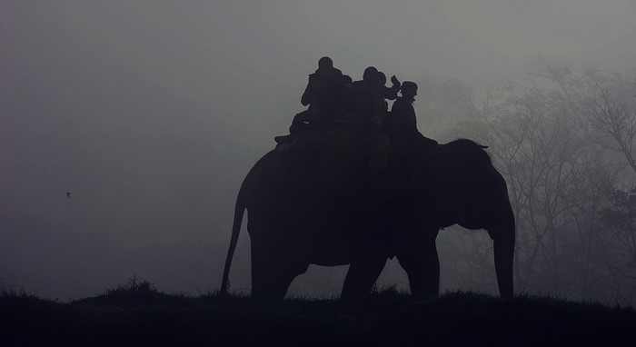 Elephant with people riding in misty forest