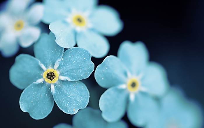 Close-up of blue forget-me-not flowers