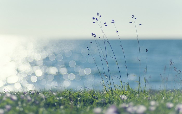 Grasses and flowers by the shimmering ocean