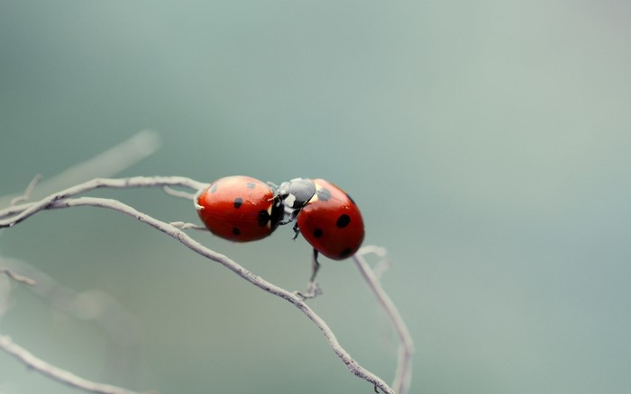 Two ladybugs on a branch
