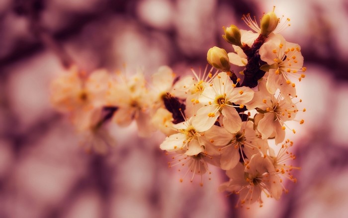 Close-up of white cherry blossoms on a branch