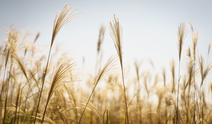 Field of tall grass in sunlight