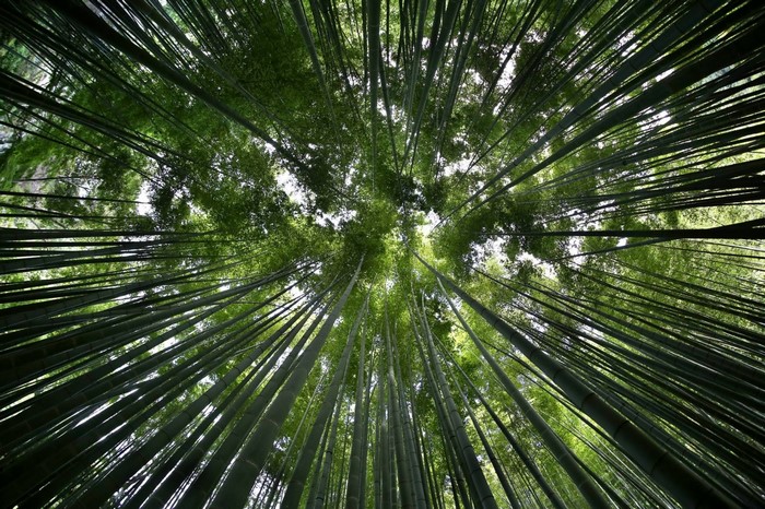 Looking up through a dense bamboo forest in Japan