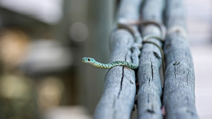 Small green snake on weathered wooden posts