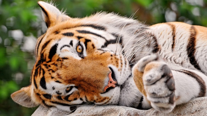 Tiger resting on a rock