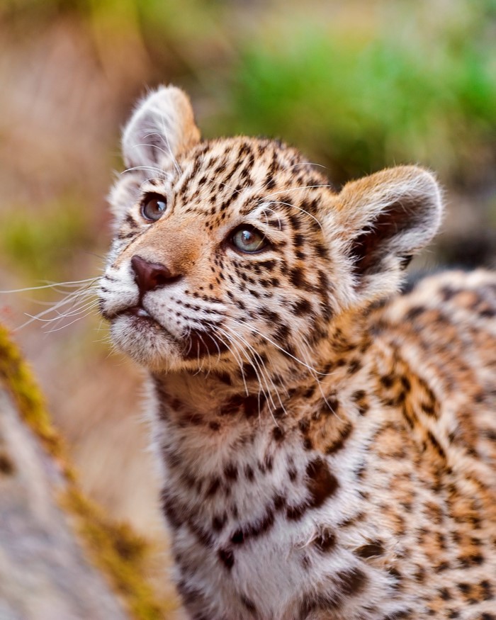 Close up of a baby leopard looking up