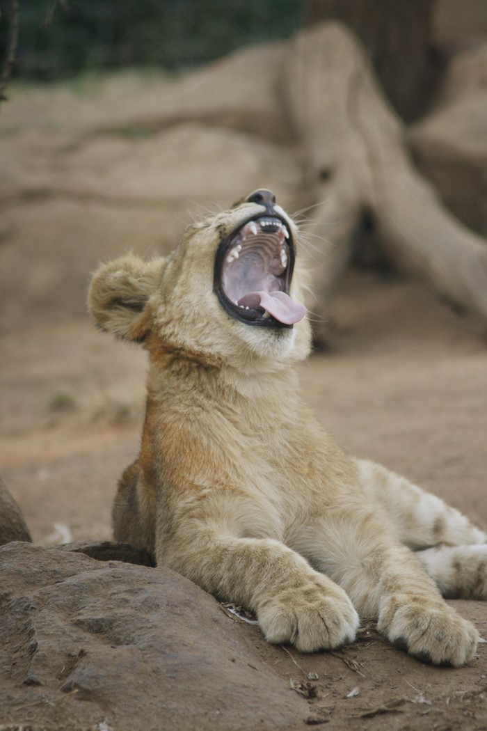Lion cub yawning widely outdoors