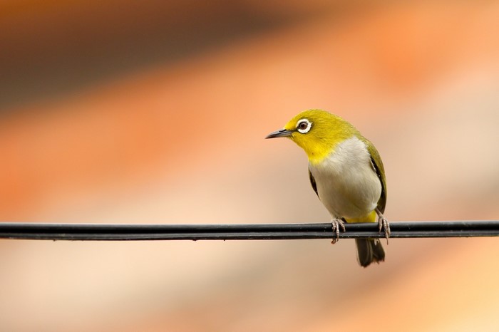 A small yellow bird with white eye rings perched on a wire