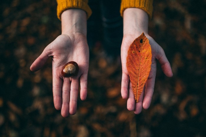 Hands holding a chestnut and an autumn leaf