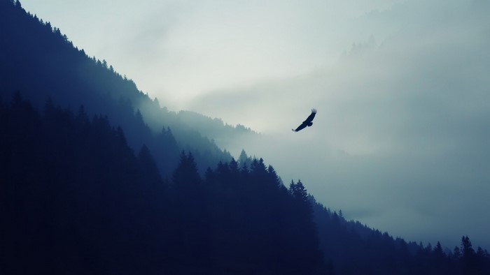 Eagle flying over misty mountains and forest