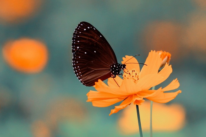 Brown butterfly with white spots on an orange Cosmos flower