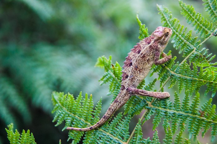 Chameleon perched on a fern branch