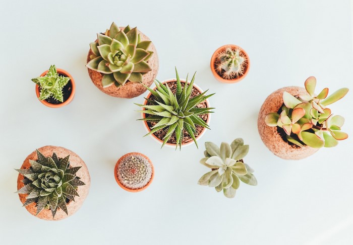 Collection of various potted succulents and cacti