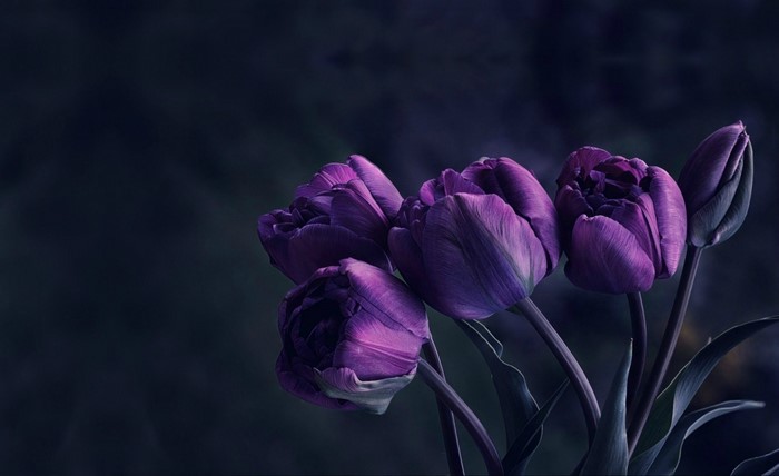 Close-up of purple tulips with dark background