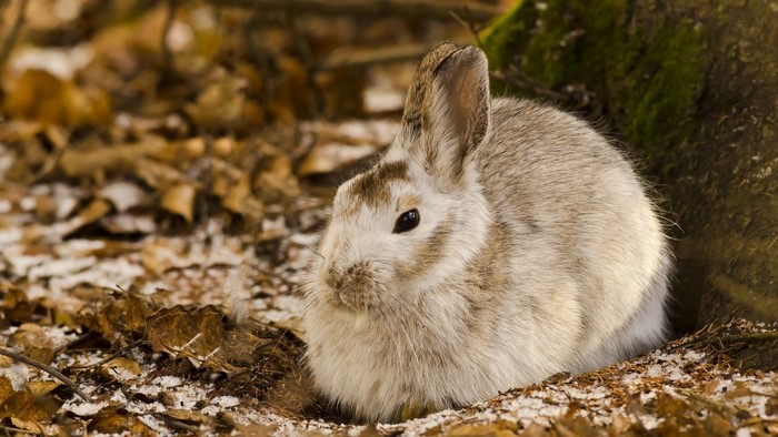 A rabbit sits on the forest floor with snow and leaves