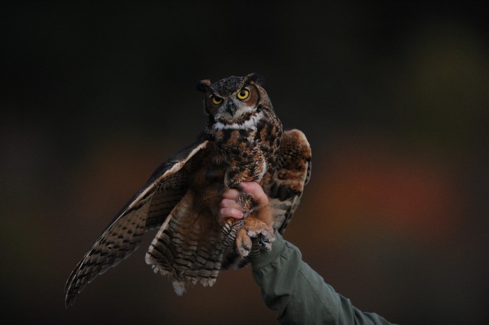 Great Horned Owl perched on a handler's arm