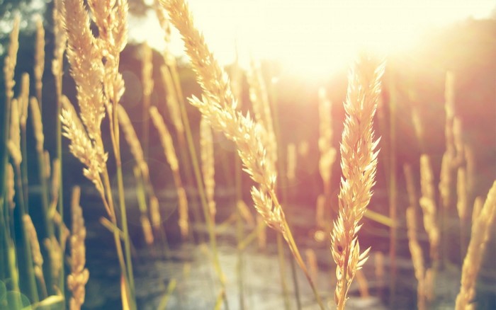 Sunlight shining through wheat stalks near water