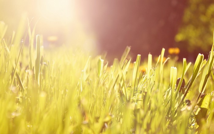 Sunlight filtering through green grass in a meadow