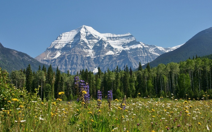 Snow-capped mountain range behind a field of wildflowers and trees