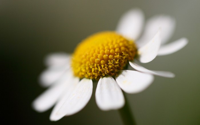 Close-up of a daisy with yellow center and white petals