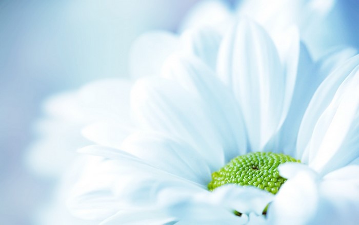 Close-up of a white daisy with a green center