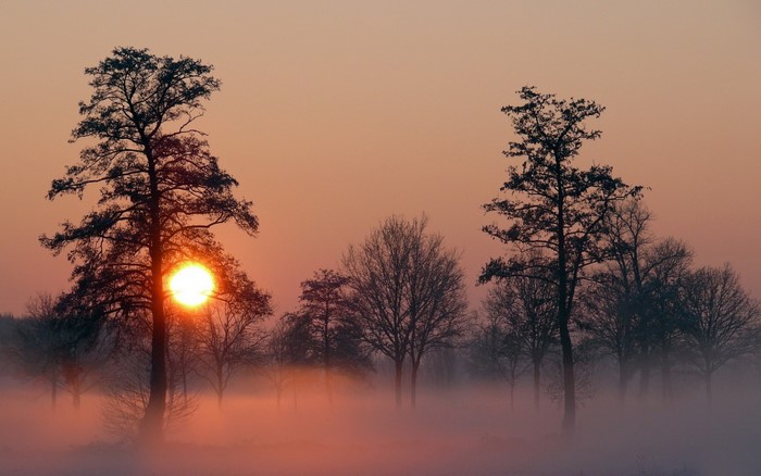 Sunrise over a misty forest with silhouetted trees