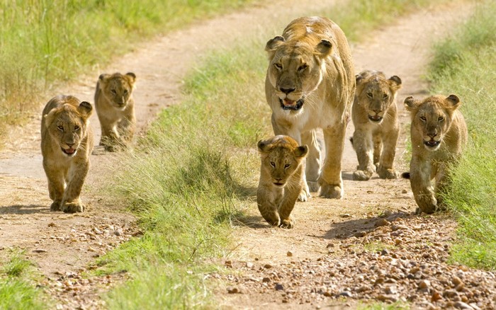 Lions walking on a dirt path in the savanna