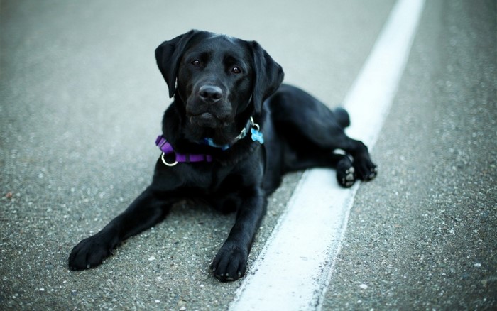 Black Labrador Retriever dog lying on asphalt
