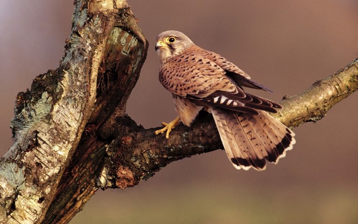 Kestrel perched on a tree branch