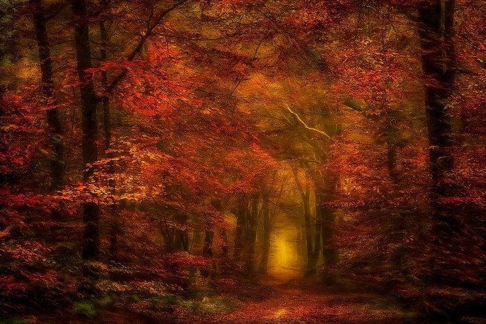 Autumn forest path with sunlight filtering through trees