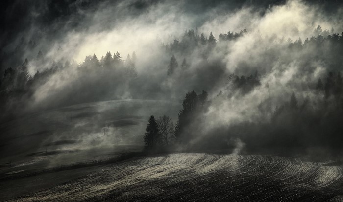 Misty forest landscape with fields at dawn