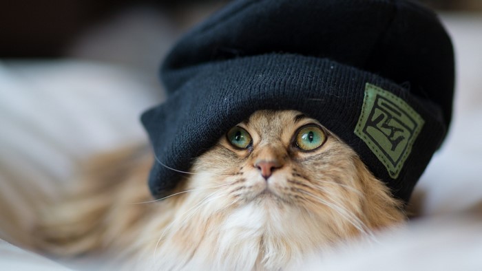 Cat wearing a black beanie with a green logo
