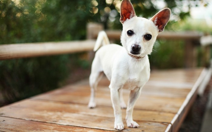 White Chihuahua dog standing on a wooden deck