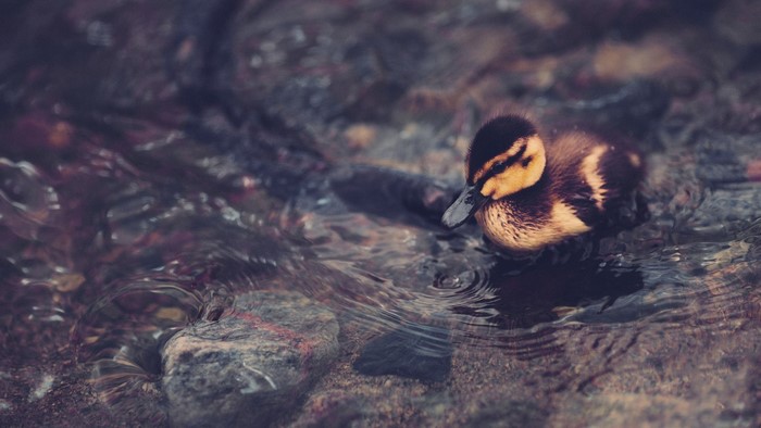 A duckling swims in shallow water among rocks