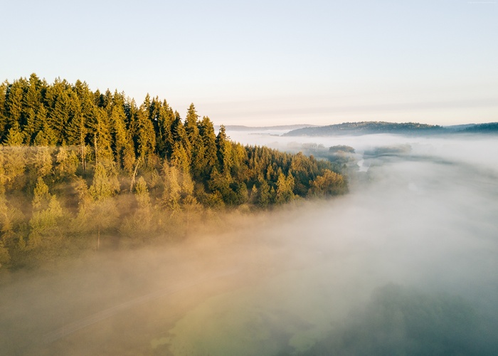 Forest landscape with fog at sunrise
