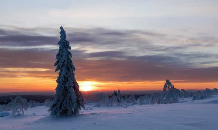 Snow-covered trees at sunset in a winter landscape
